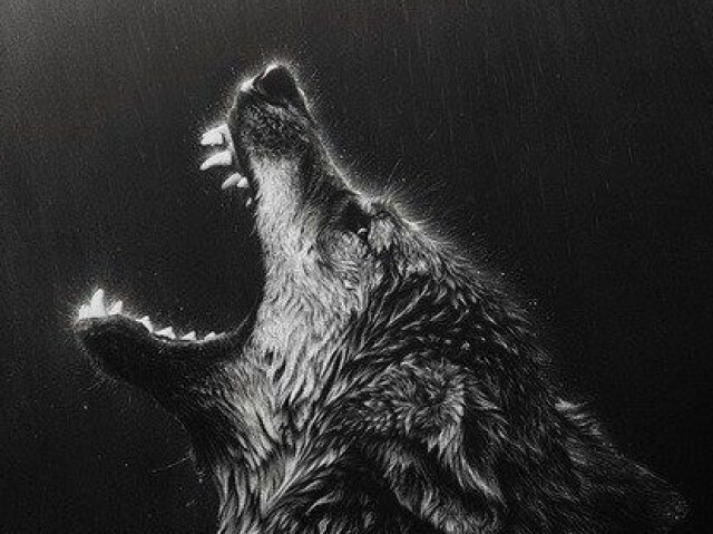  Sinais trocados (ou “e se os lobos solitários virarem alcateia?”)Por Alex Saratt