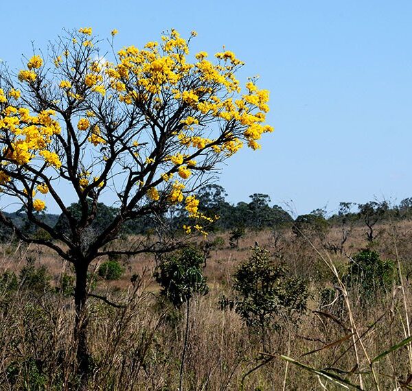 Fetag-RS apresenta Projetos de Recuperação de Biomas à comitiva do Grupo CPFL
